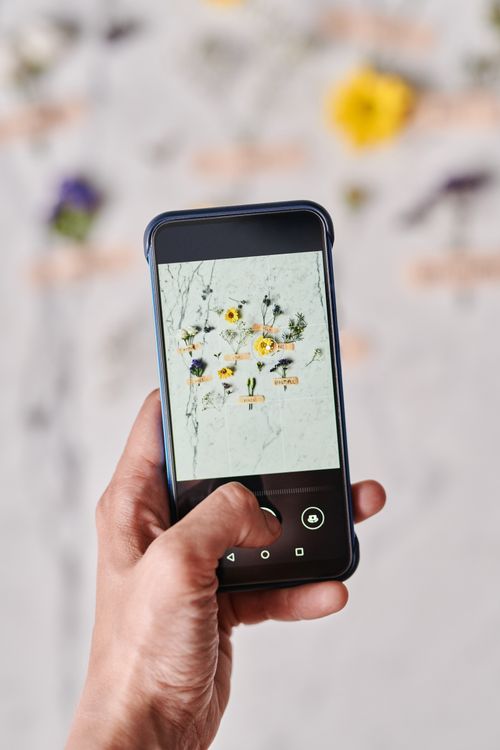 スマートフォンで花を撮影する手元。撮影方法のイメージ写真