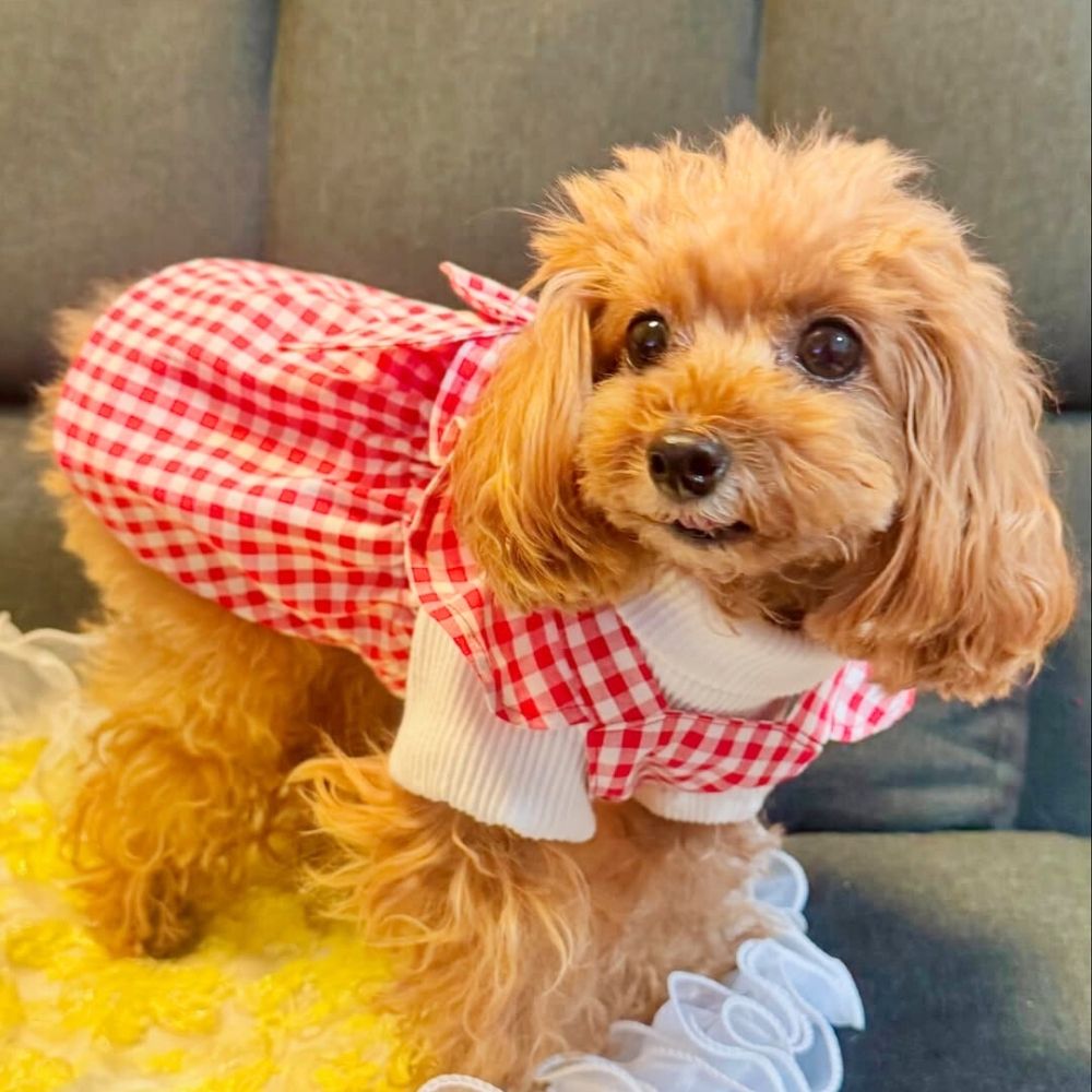 ハンドメイド 後ろギャザーワンピース オーダー小型犬