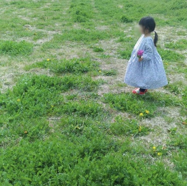コットンブロード 花柄